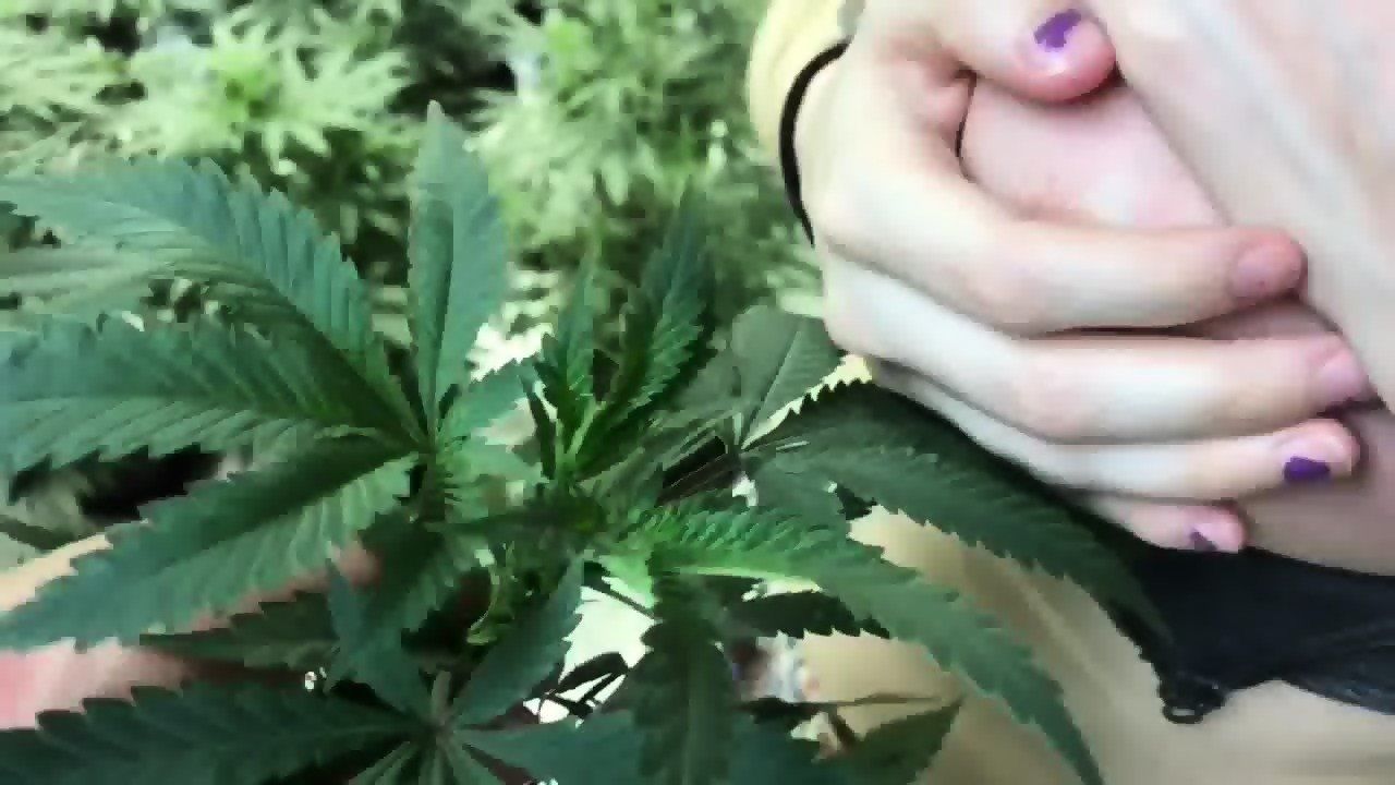 How to sex a marijuana plant