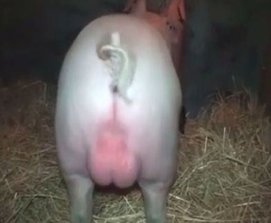 Pigs shag woman