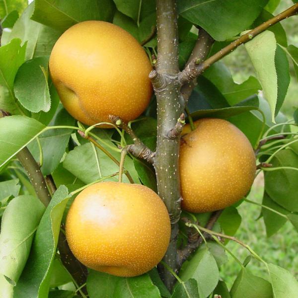 Asian pear varieites