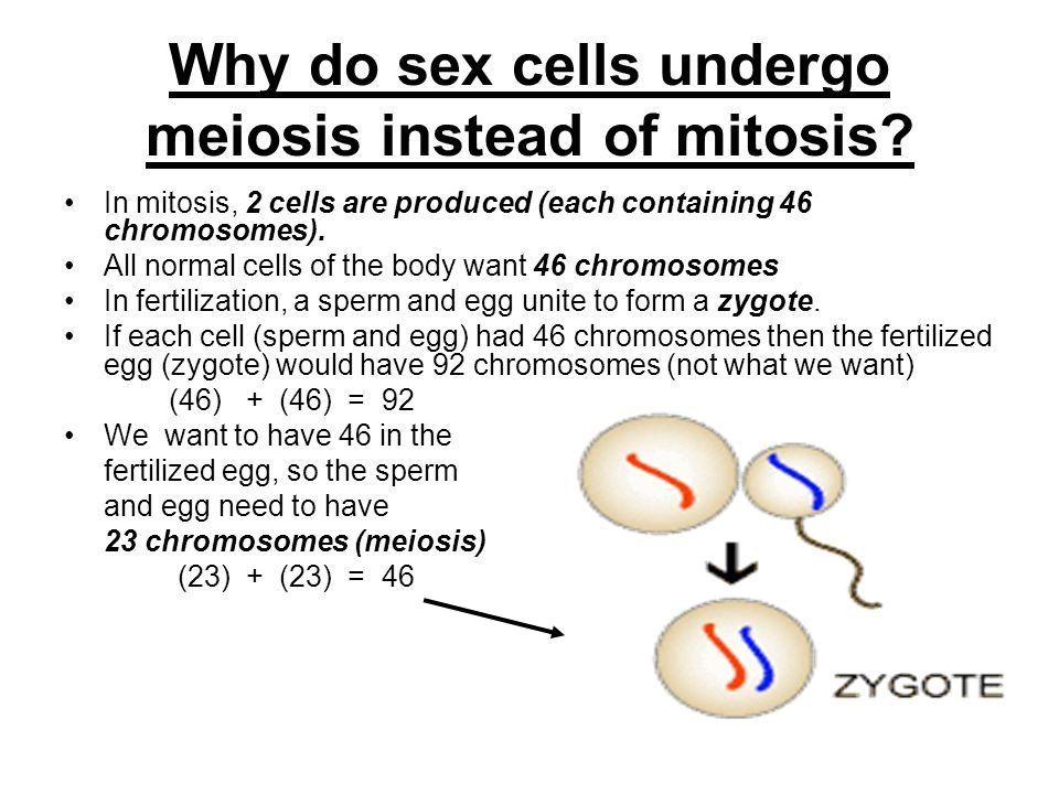 Squeaker reccomend Why do sperm and egg go through meiosis