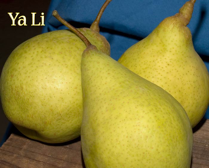 VP reccomend Asian pear varieites