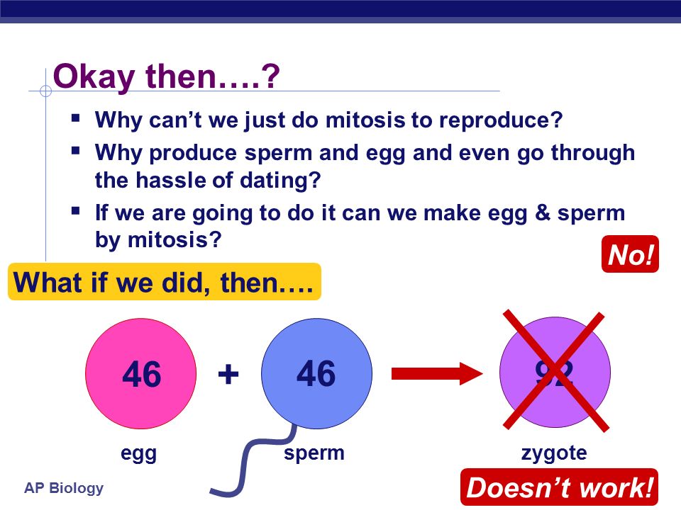 Bird reccomend Why do sperm and egg go through meiosis