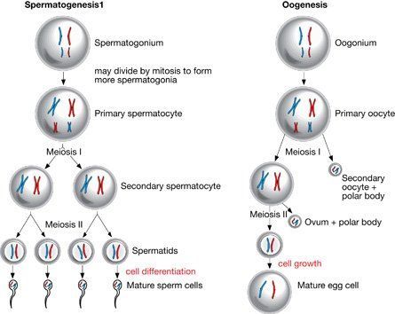 Why do sperm and egg go through meiosis