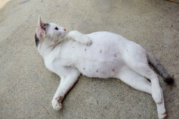 Cat white fluid vagina