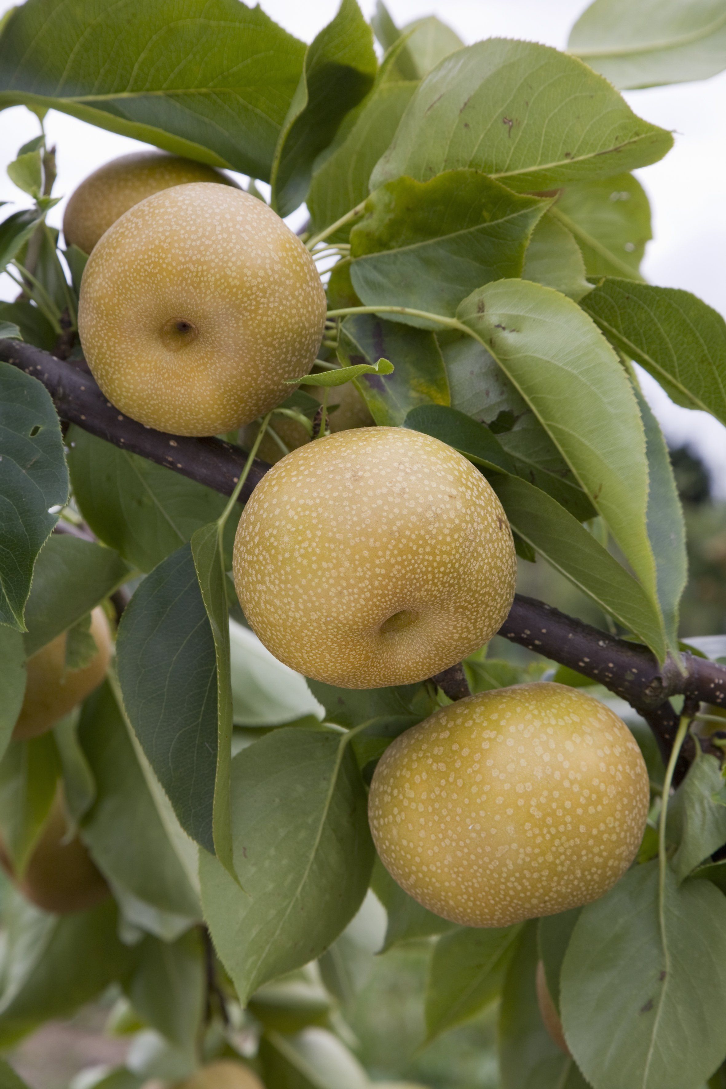 Zodiac reccomend Asian pear varieites