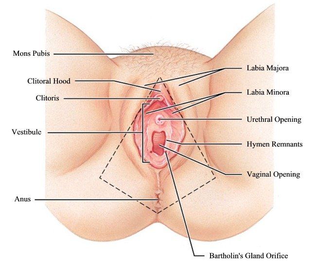 best of Vulva diagram Glands