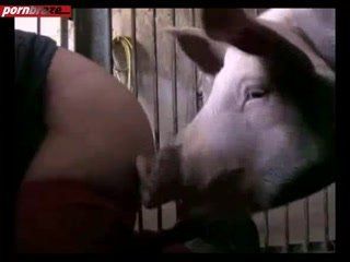 best of Shag woman Pigs