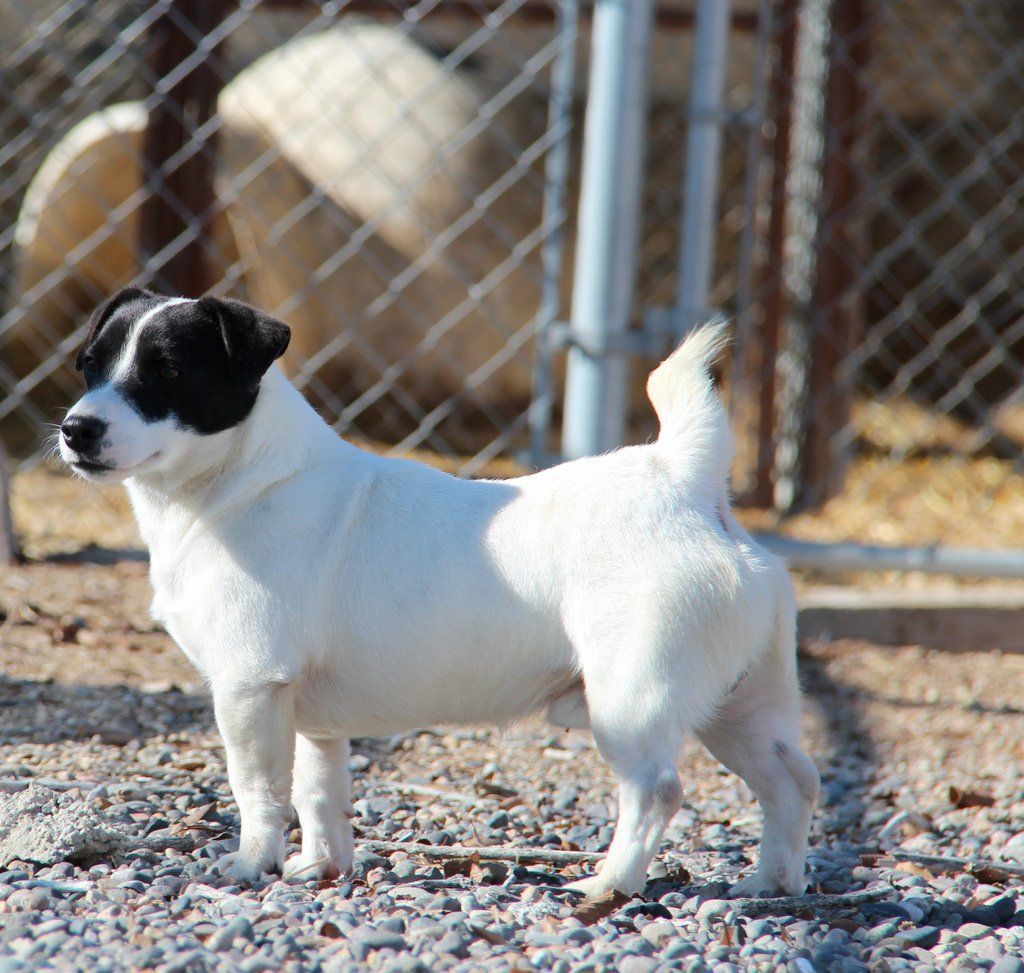Adult shortie puddin jack russell