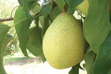 Asian pear varieites