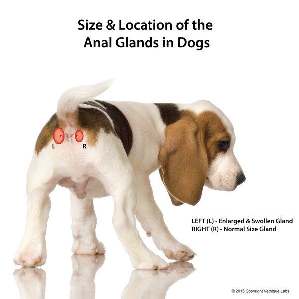 Tin M. reccomend Anal gland puppy