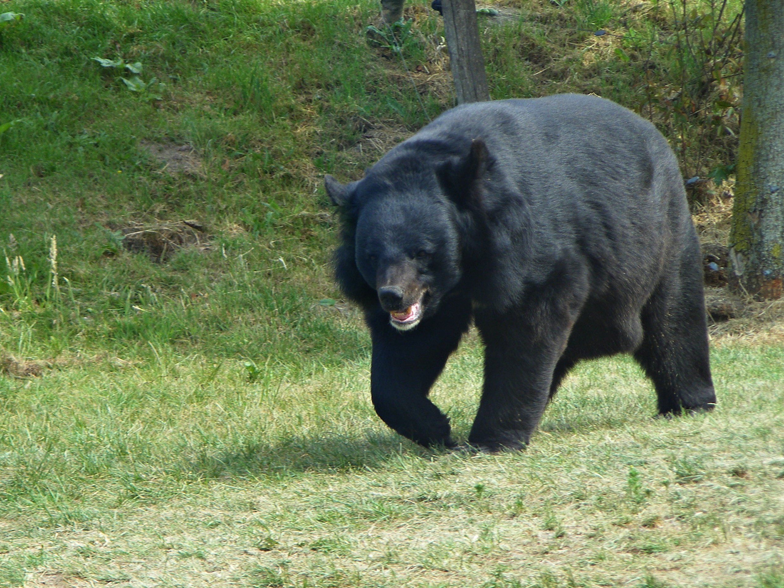 Asian black bear facts