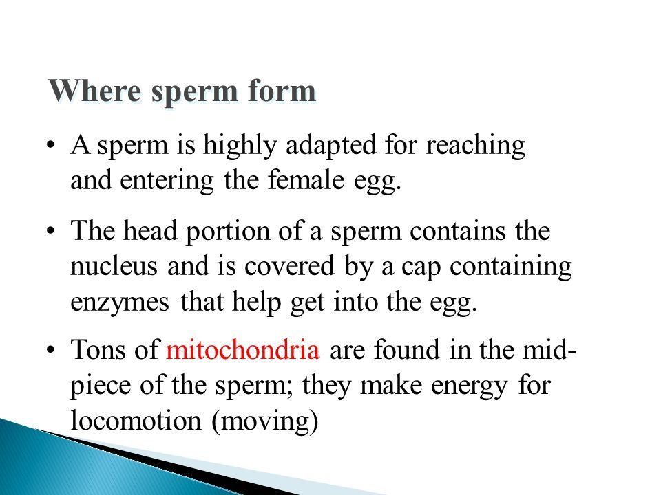 best of Egg Knit entering hat sperm