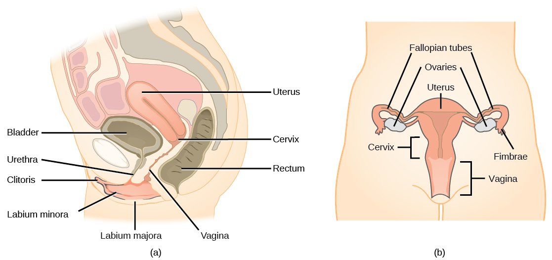Juice reccomend Glands vulva diagram