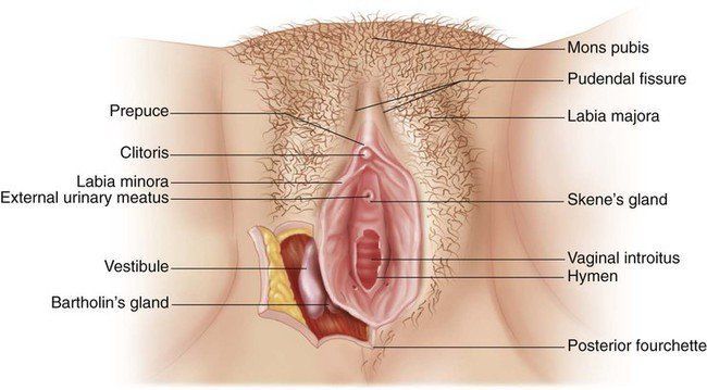 Glands vulva diagram