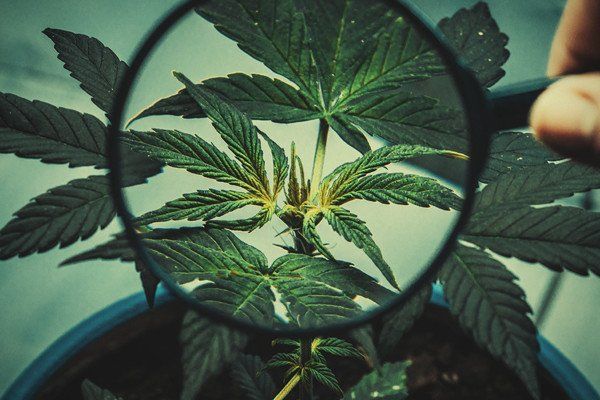 Bazooka reccomend How to sex a marijuana plant
