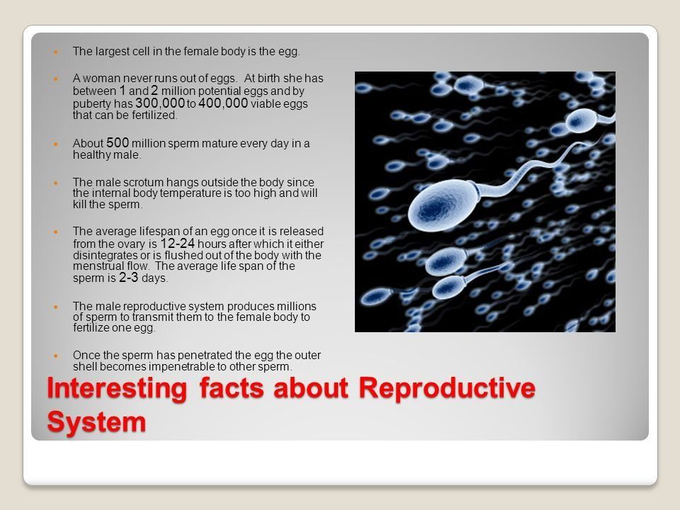Lifespan of sperm outside womb