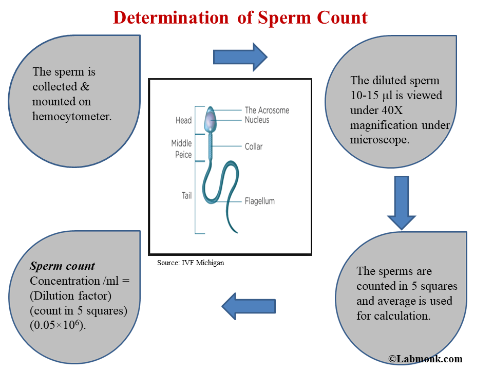 Bun B. reccomend Sperm size under the microscope