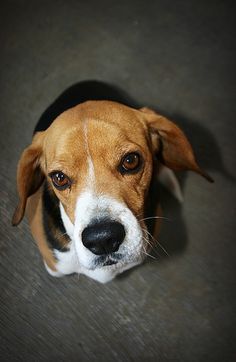 Why beagles lick butt
