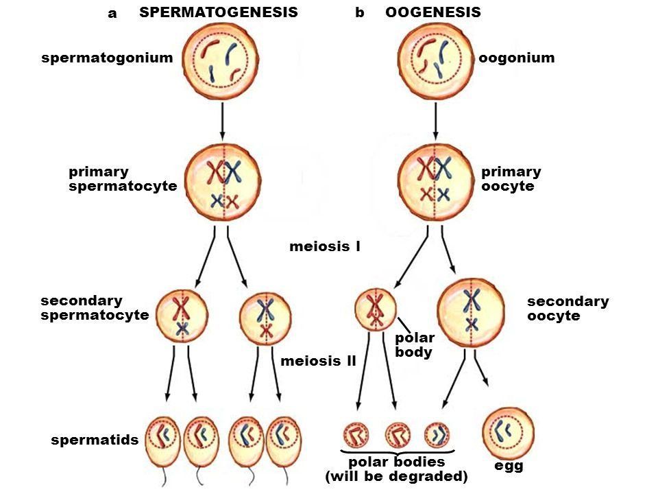 best of Sperm and meiosis egg through do Why go